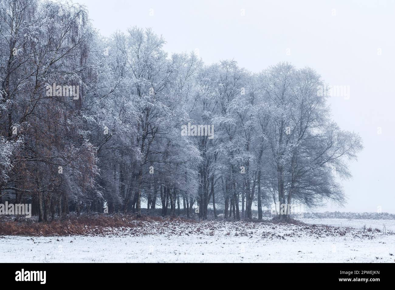 Frost on Silver Birch Trees, Betula Pendula, Monmouthshire, Galles, dicembre Foto Stock