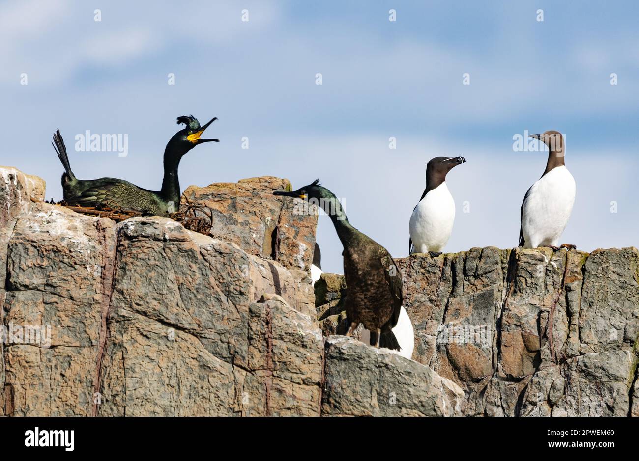 Uccelli britannici - uccelli britannici; Isole Farne, Northumberland Regno Unito; da sinistra, un paio di shag Gulosus aristotelis, Razorbill e un Guillemot. Uccelli marini del Regno Unito Foto Stock