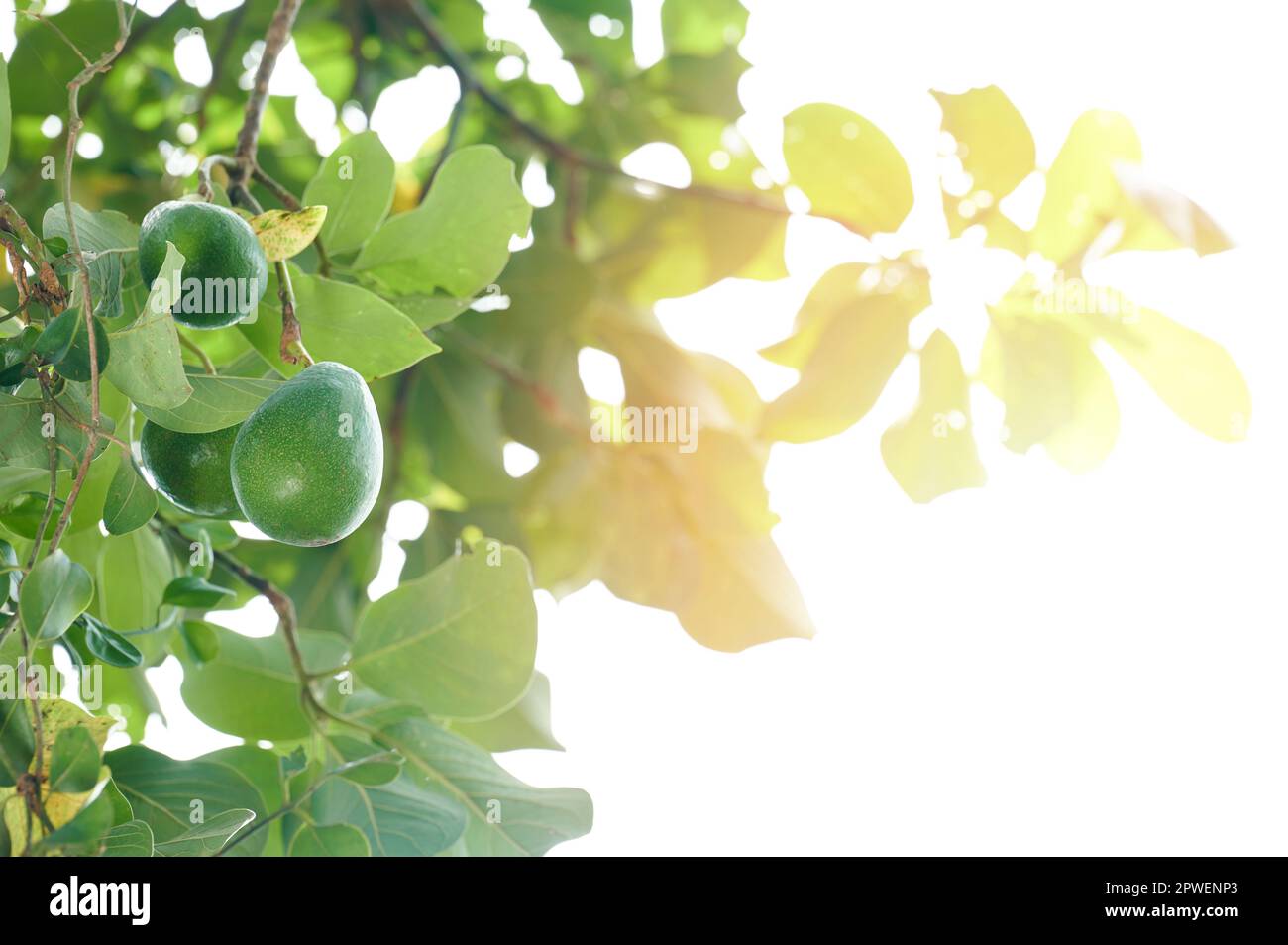 Avocado crescente su ramo di albero in luce solare con spazio di copia Foto Stock