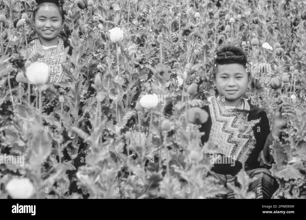 OPPIO IN LAOS Foto Stock