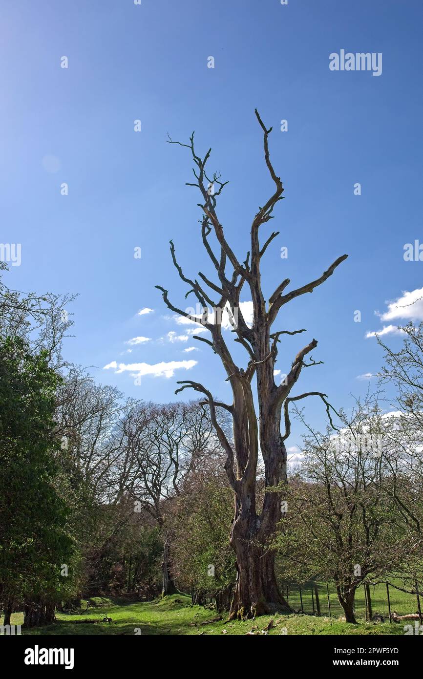 Un unico vecchio albero morto con uno sfondo blu cielo nella campagna scozzese Foto Stock