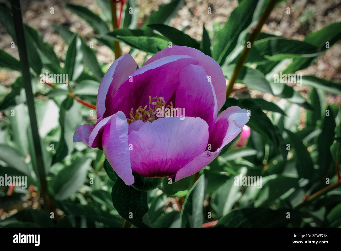 La paeonia lactiflora, o peonia comune giardino è una bella specie di erbacea fioritura perenne Foto Stock