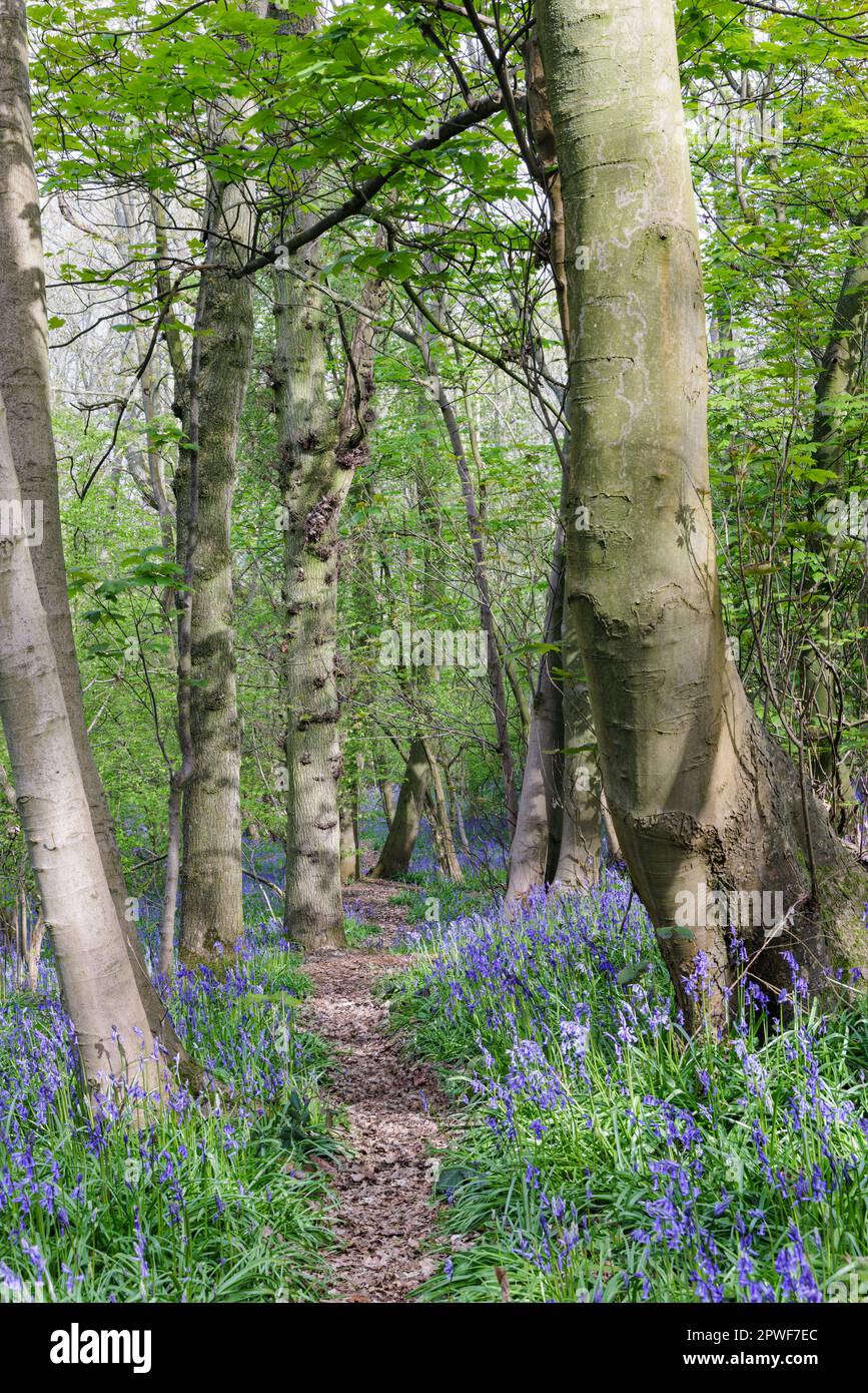 Northamptonshire, Regno Unito - Aprile 2023: Un sentiero boschivo nel bosco di Everdon Stubbs si snoda tra alberi e coperte di bluebelle (Hyacintoides non-scripta). Foto Stock