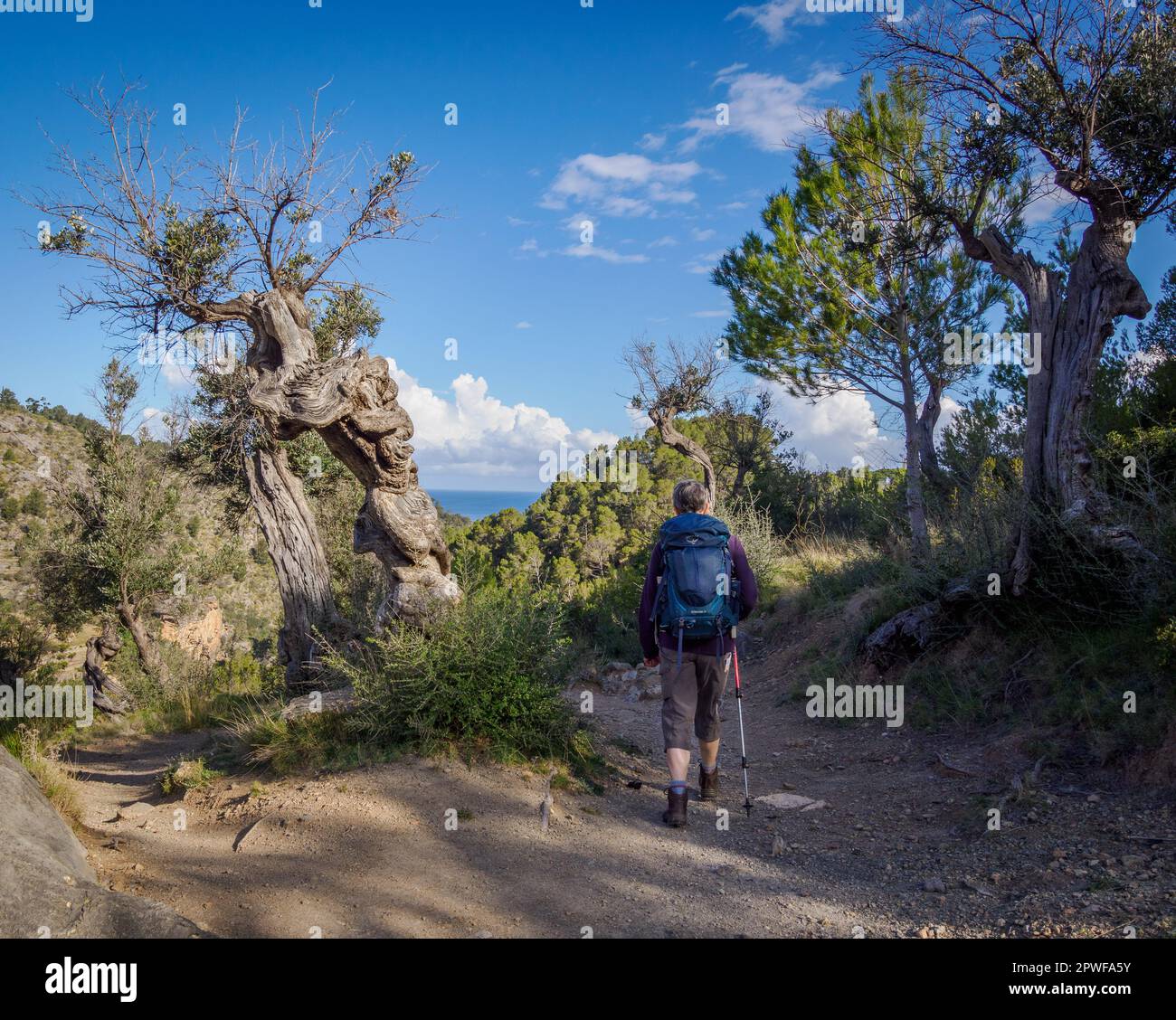 Passeggia accanto agli ulivi tortuosi vicino a Deia sul sentiero a lunga distanza GR221 attraverso i Monti Tramuntana di Maiorca in Spagna Foto Stock