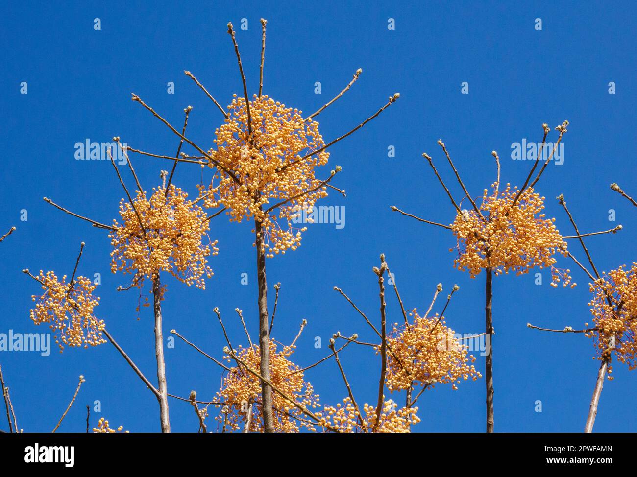 Persiano Lilac Chinaberry Tree o Pride of India Melia azerdarach che mostra bacche attraenti all'inizio di primavera - Maiorca Isole Baleari Spagna Foto Stock