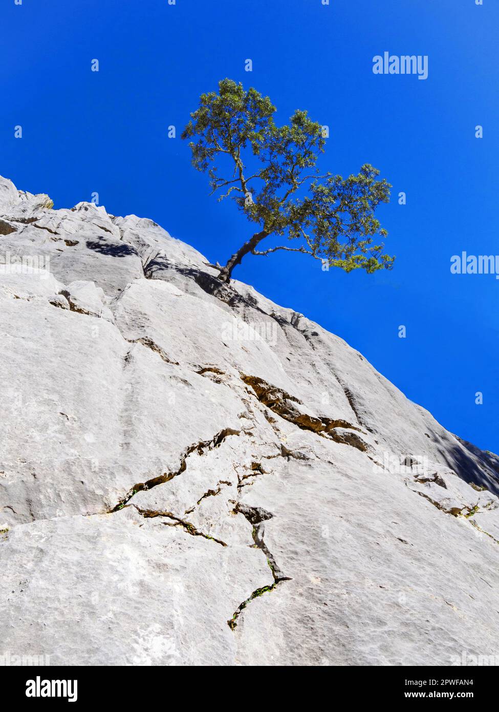 Lone Holm Oak cresce su una scogliera a strapiombo sui monti Tramuntana a Maiorca Spagna Foto Stock