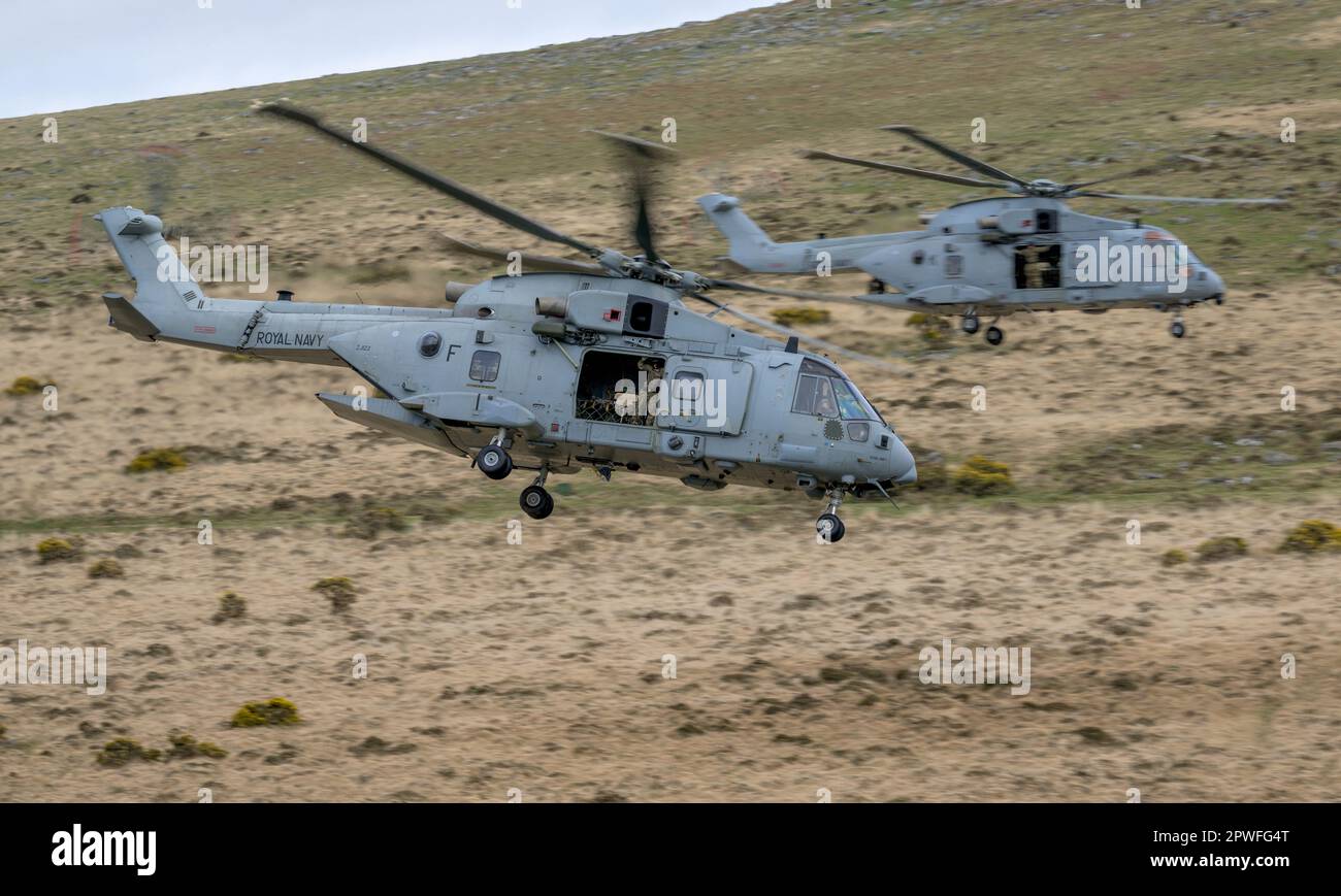 Due velivoli Royal Navy Merlin della 845 Squadron Command Helicopter Force (CHF) con sede a RNAS Yeovilton, si schierano a Oakhampton Camp per tutta la durata Foto Stock