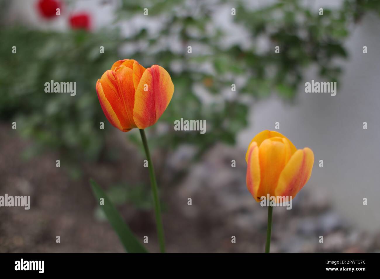 Splendidi tulipani rossi, gialli e arancioni su uno sfondo sfocato di verde scuro e bianco. Foto Stock