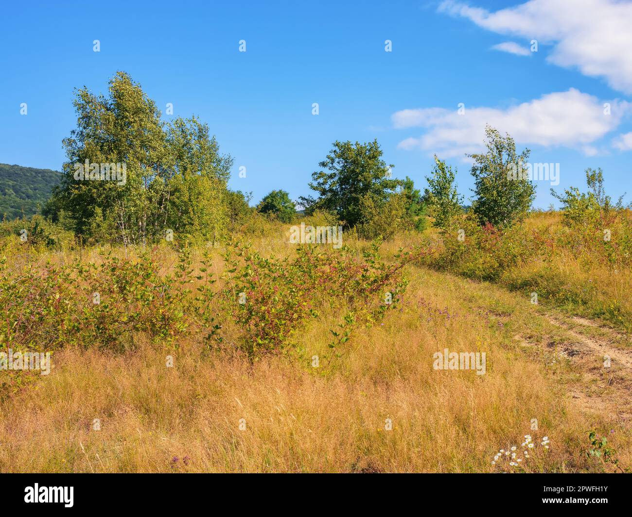 paesaggio montano con foresta verde. tipico paesaggio di campagna in tarda estate Foto Stock paesaggio montano con foresta verde. tipico paesaggio di campagna in tarda estate Foto Stock