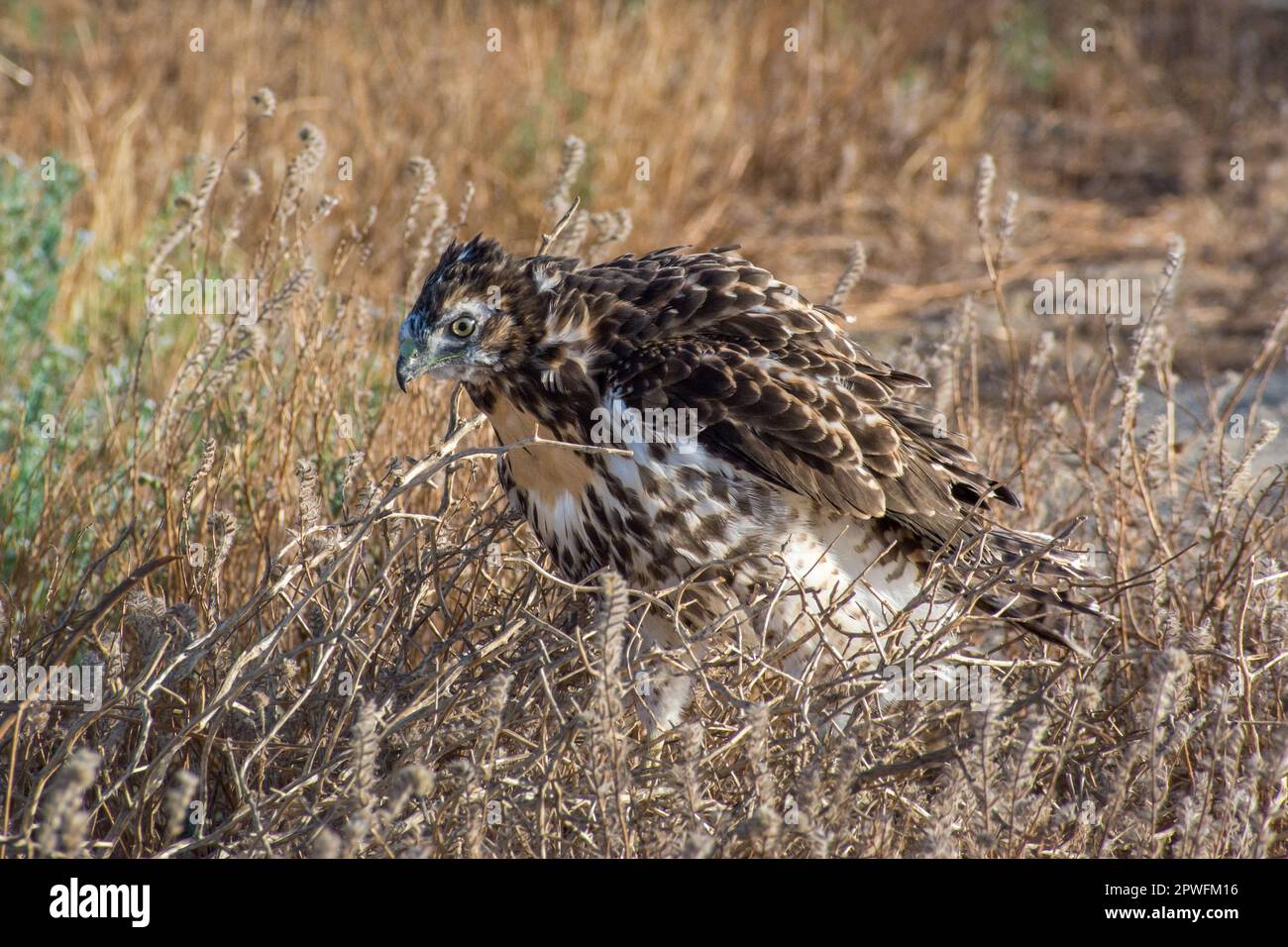 Un falco giovane dalla coda rossa (Buteo jamaicensis), con il basso ancora sul volto, nel deserto del Mojave in California. Era a malapena in grado di volare. Foto Stock