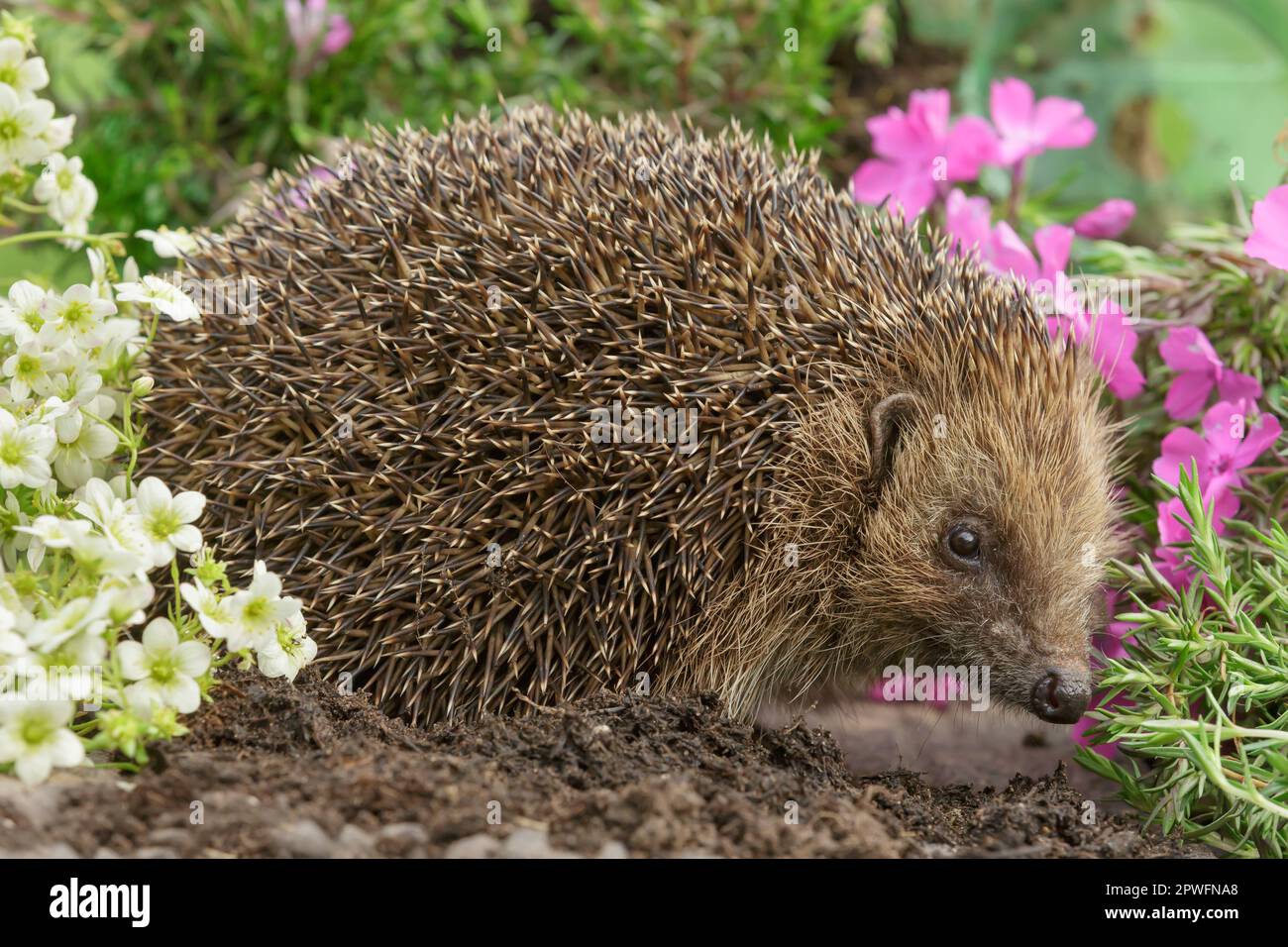 Primo piano di un riccio selvaggio e nativo europeo che si fora in coloratissimi fiori primaverili. Rivolto a destra. Nome scientifico: Erinaceus Europaeus. Orizzontale. Foto Stock