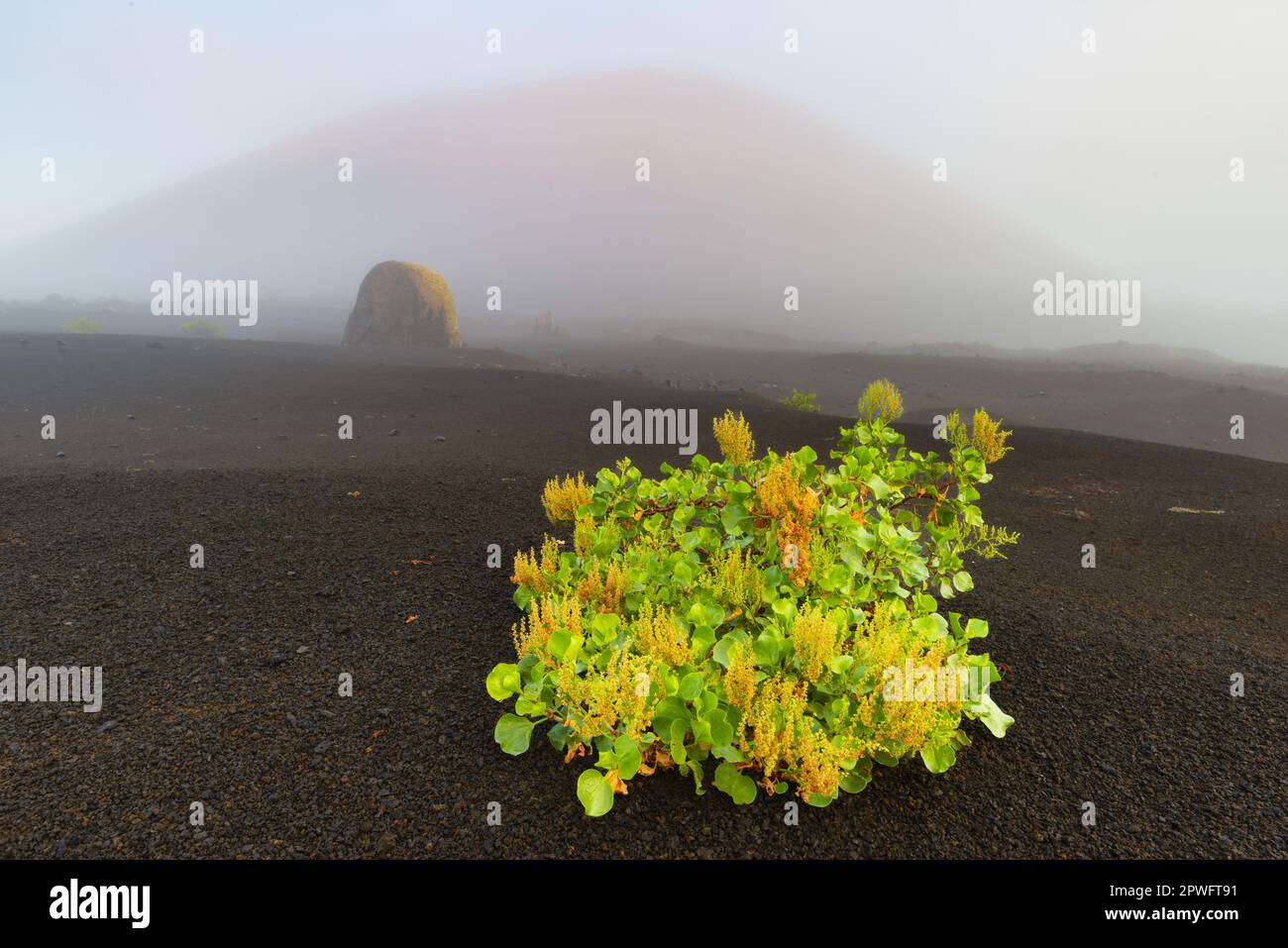 Isola delle Canarie Amphora (Rumex Lunaria) e Bomba di lava di fronte alla Caldera Colorada, Parque Natural De Los Volcanes, vicino a Masdache, Lanzarote, Isole Canarie Foto Stock