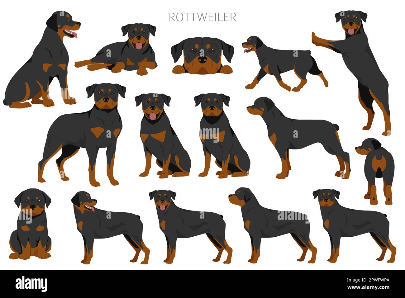 Rottweiler clipart. Pose diverse, colori del rivestimento. Illustrazione vettoriale Illustrazione Vettoriale