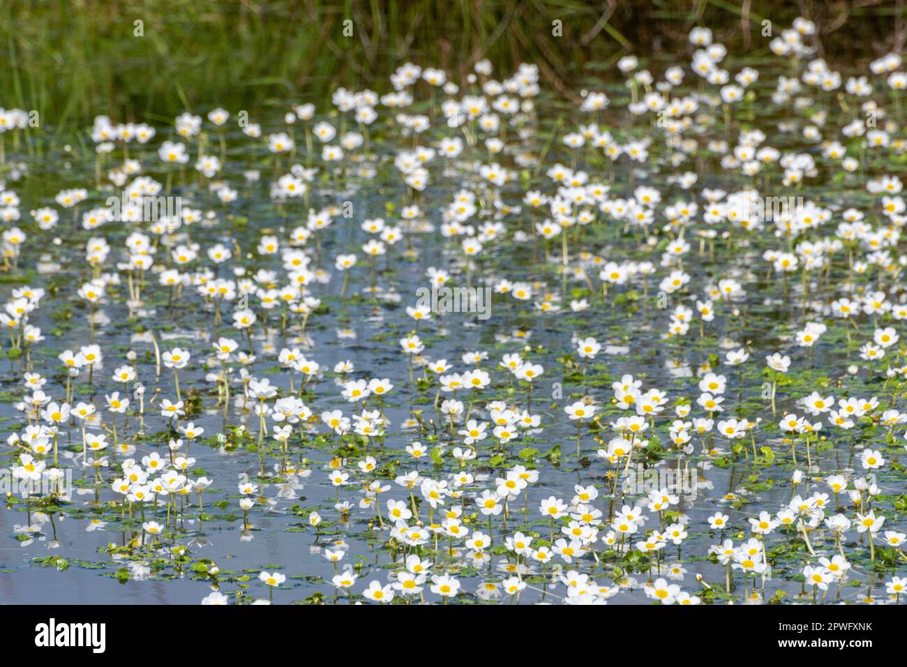 Comune acqua-crowfoot (Ranunculus aquatilis) che copre uno stagno durante la primavera, Inghilterra, Regno Unito Foto Stock