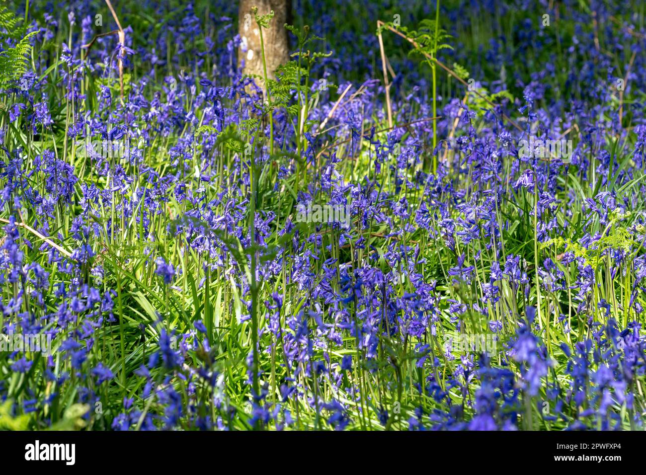 Bluebells inglese che fioriscono in un bosco di Bluebell in un giorno di primavera di aprile soleggiato, Sussex occidentale, Inghilterra, Regno Unito Foto Stock