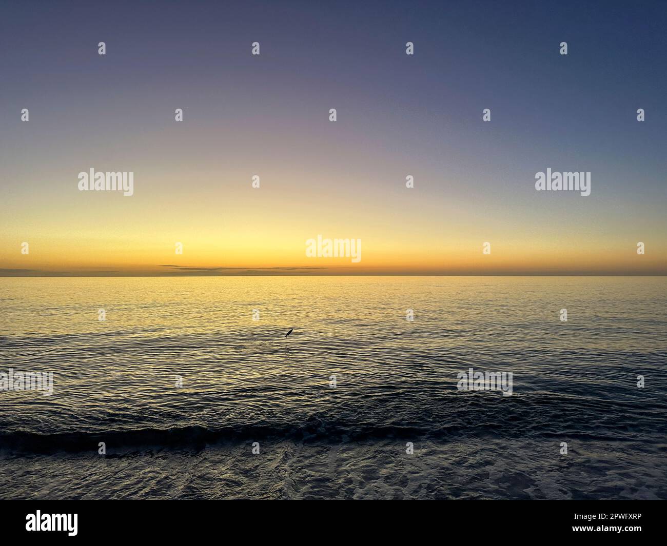 Napoli, Florida, Stati Uniti. 1/31/23. Pesca saltando lungo la riva mentre il sole tramonta sul Golfo del Messico sulla spiaggia di Napoli, Napoli Florida USA. Credito: Jennifer Graylock-Alamy Foto Stock