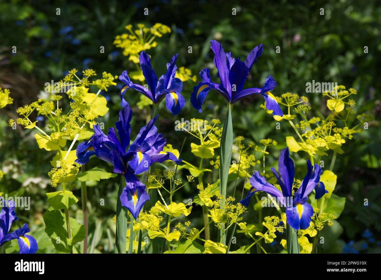 Bella primavera contrasto di Iris olandese 'Blue Magic' e giallo acido Smyrnium perfoliatum nel giardino del Regno Unito aprile Foto Stock