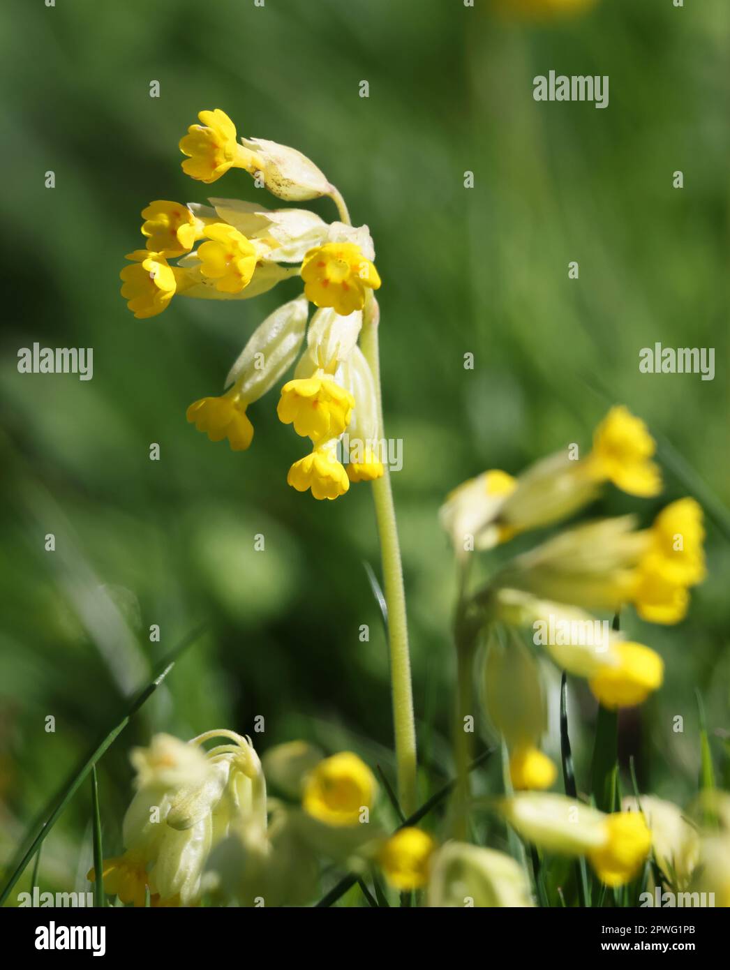 Una vista ravvicinata di un Cowslip nella prateria di Cotswold Hills Foto Stock