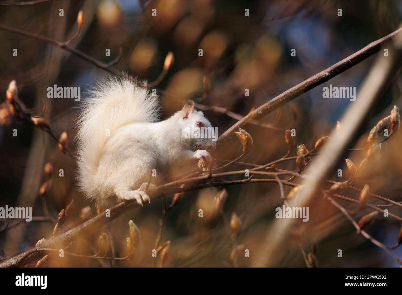 Scoiattolo albino bianco che si alimenta negli alberi Foto Stock