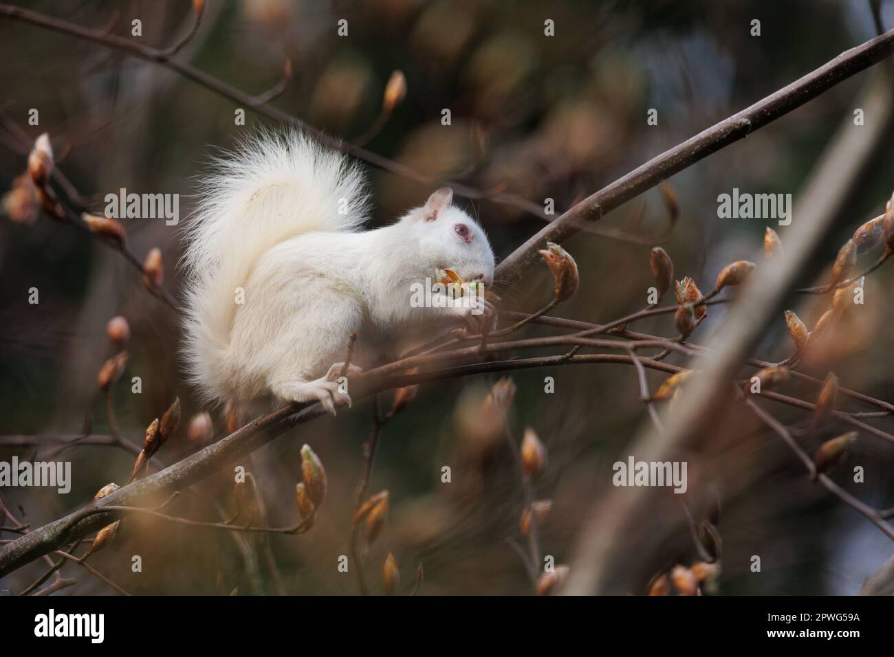Scoiattolo albino bianco che si alimenta negli alberi Foto Stock