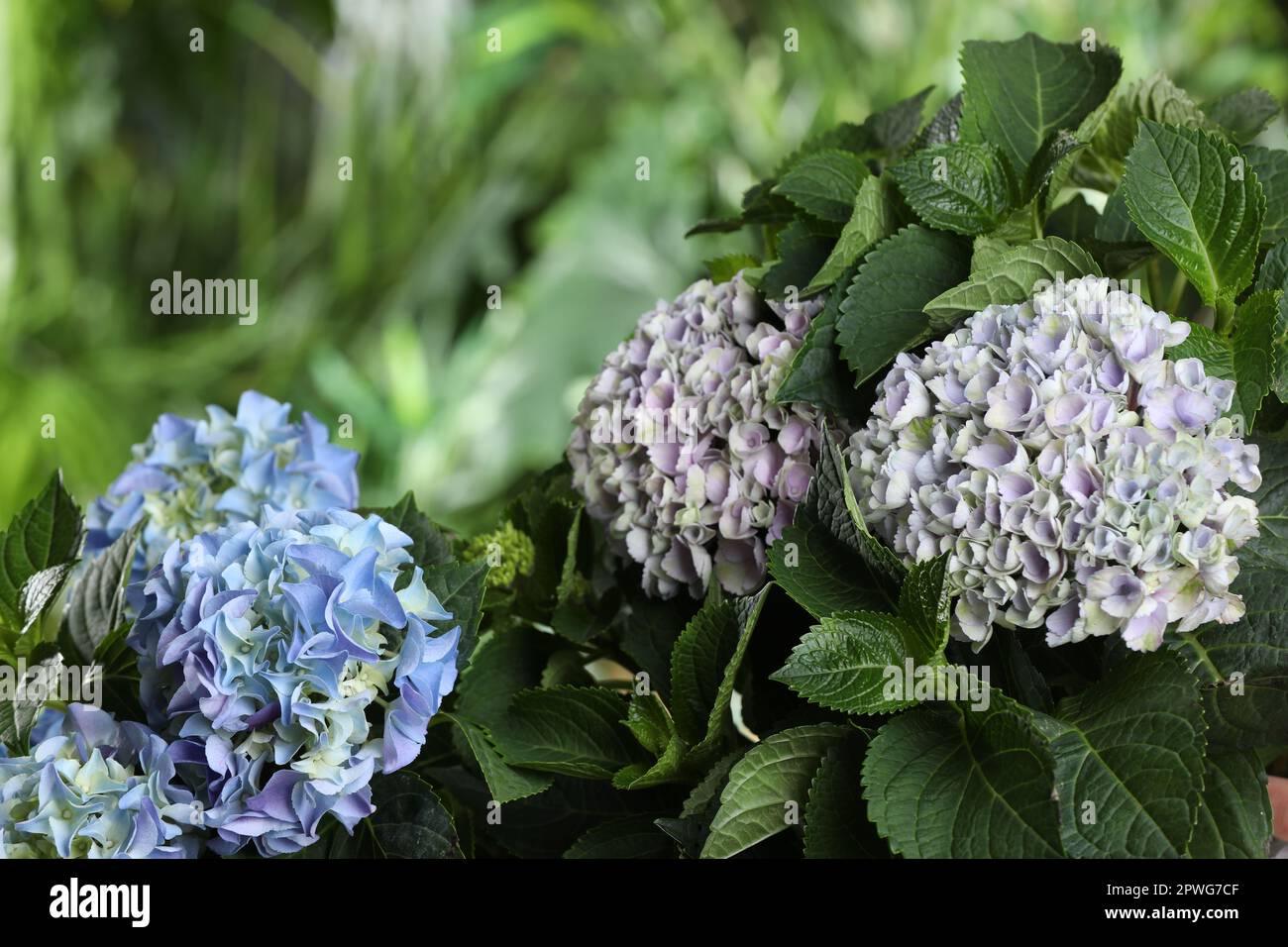 Bella pianta di hortensia con fiori leggeri all'aperto, primo piano Foto  stock - Alamy