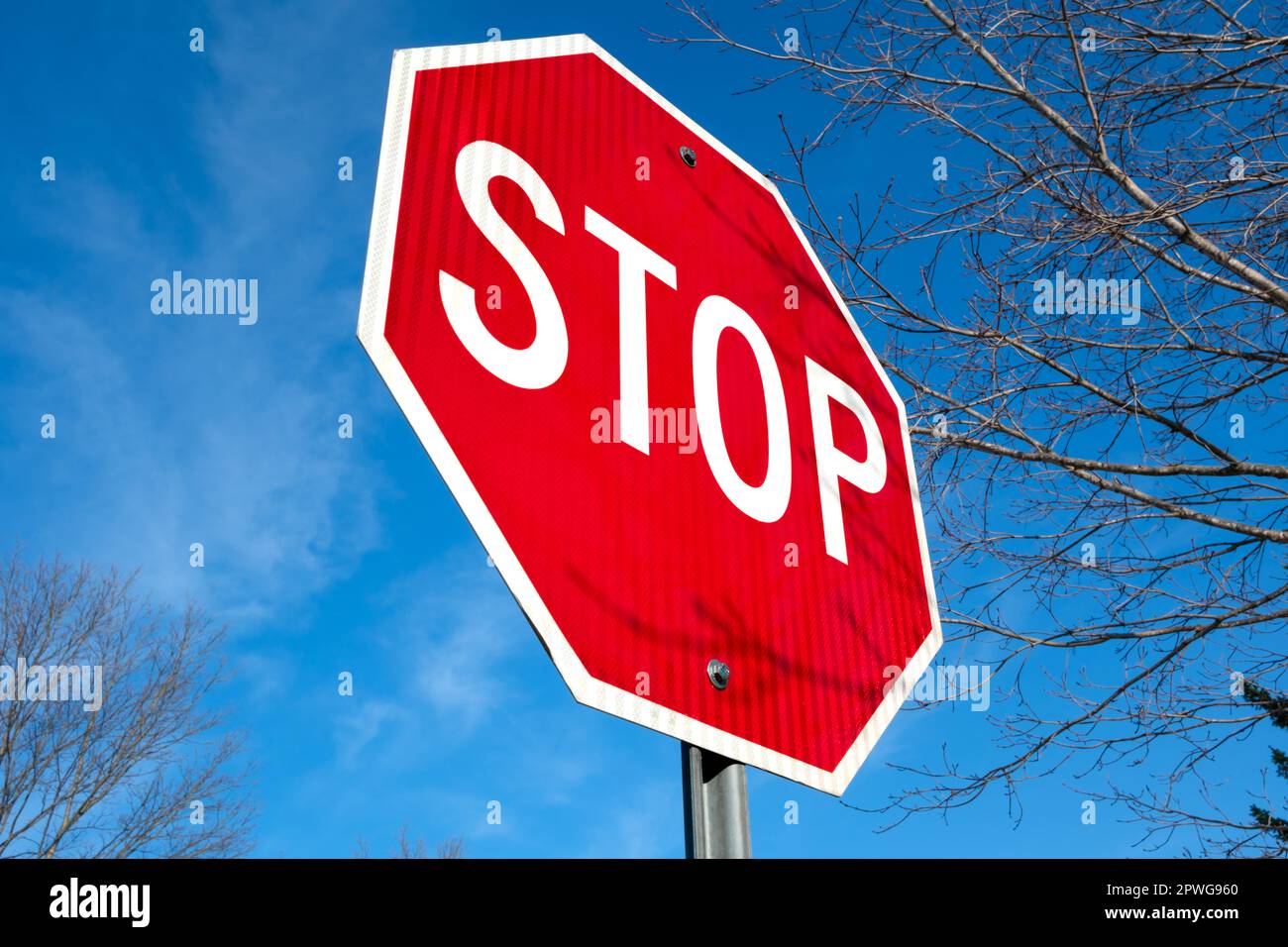 Un segno di stop rosso brillante è visto da un angolo basso contro un cielo blu dinamico con rami di betulla visti intorno ad esso. Foto Stock