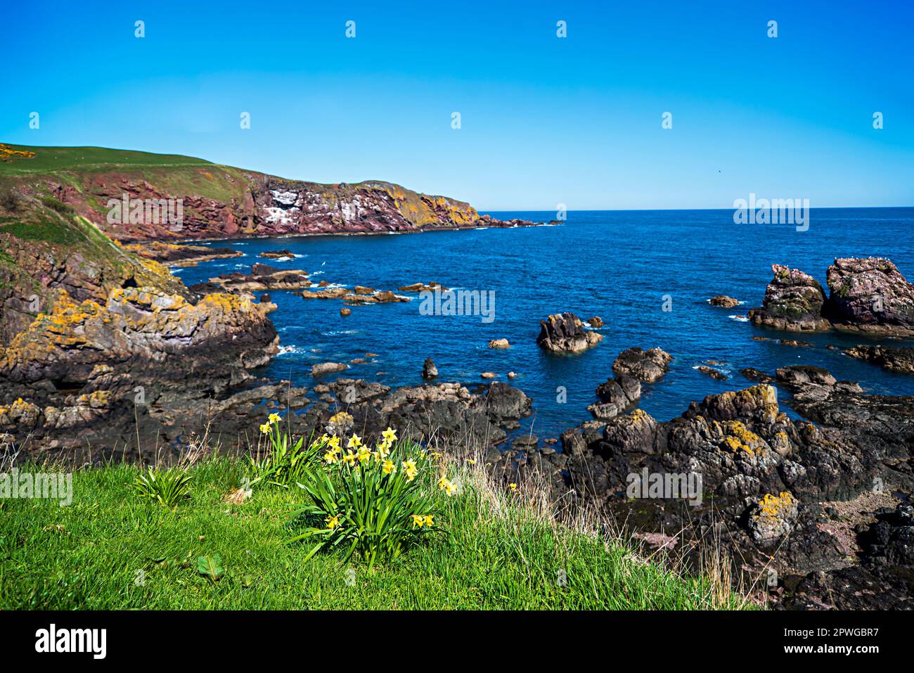 Fotografia di paesaggio della costa del Mare del Nord, serenità, paesaggi, panorama, roccia, pietra, rocciosa, narcisi Foto Stock
