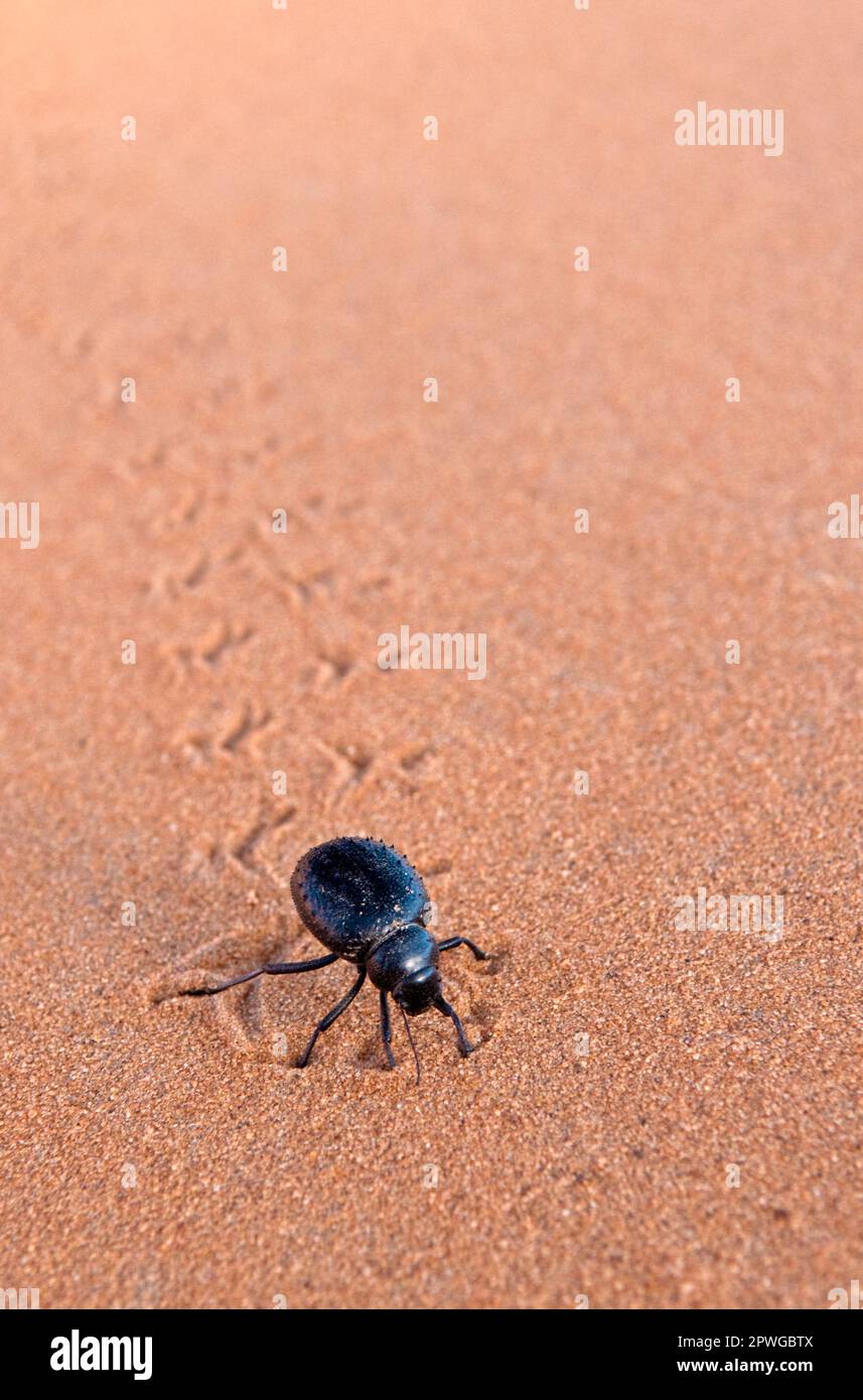 Dung Beetle nel deserto del Sahara in Marocco Foto Stock