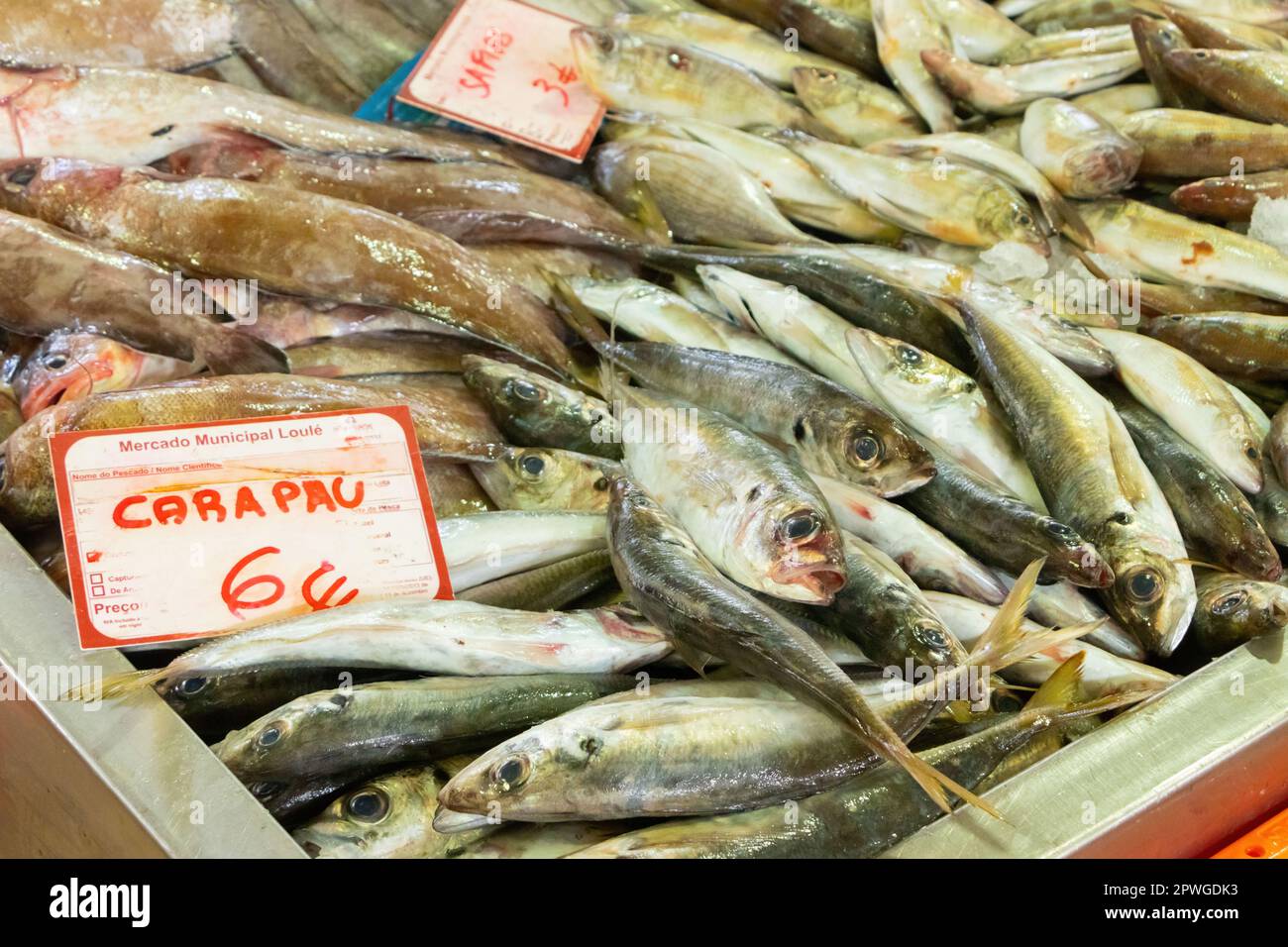 Carapau o sugarello congelati in vendita su lastra nel mercato di loule in portogallo nel mercato di Loule in portogallo Foto Stock