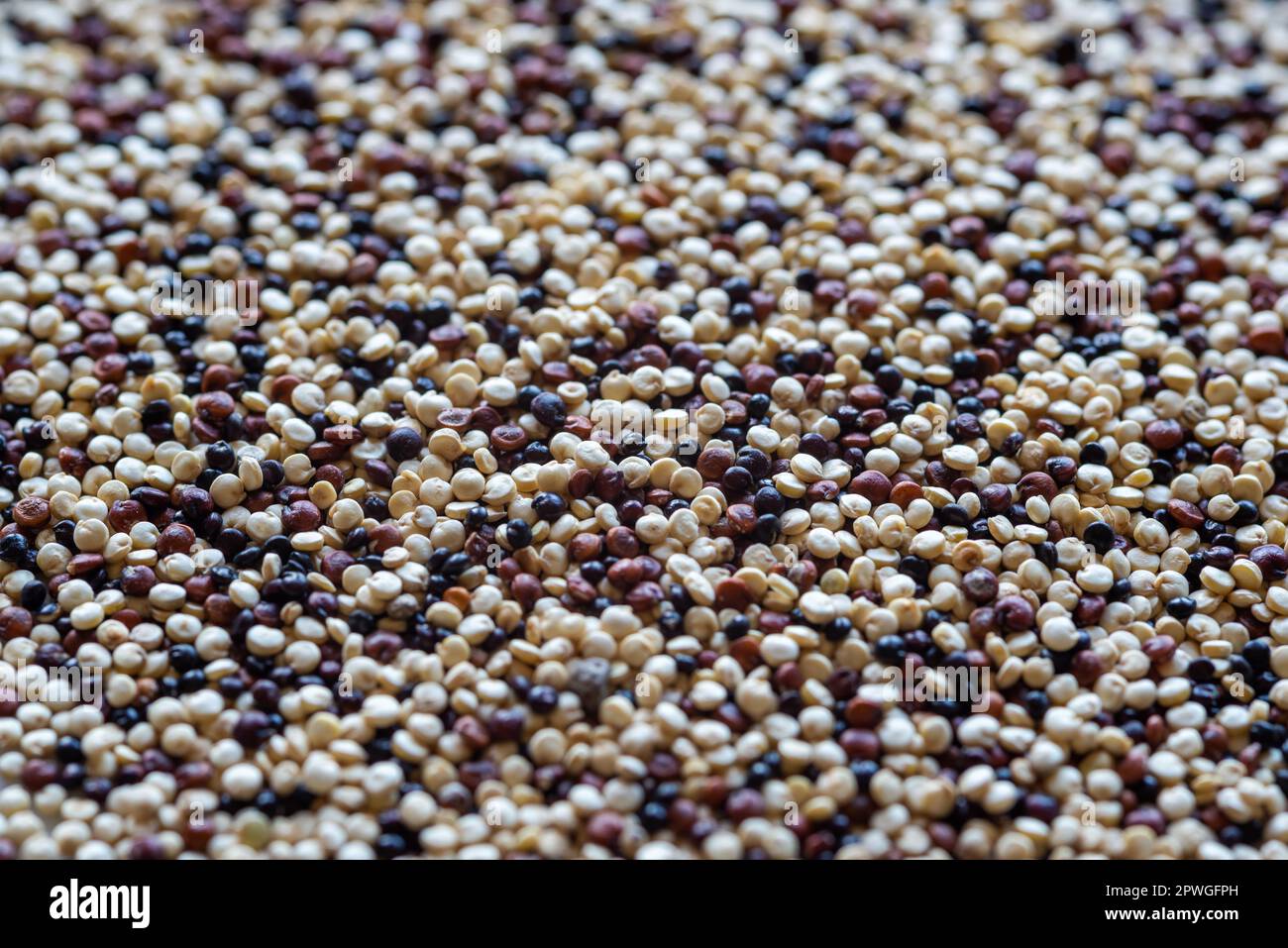 primo piano di semi di quinoa bianchi, rossi e neri Foto Stock