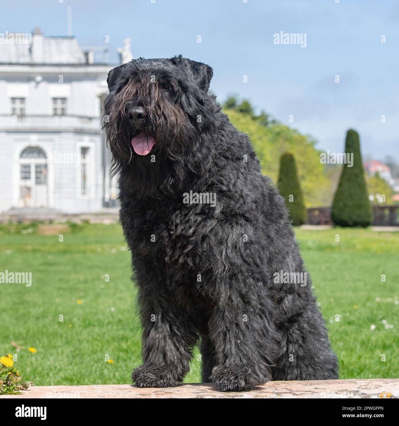 Bouvier des Flandres Foto Stock