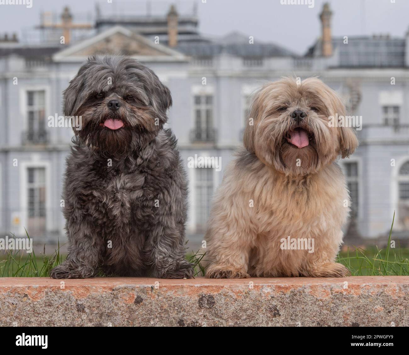 Due cani Shih Tzu fuori casa di campagna Foto Stock