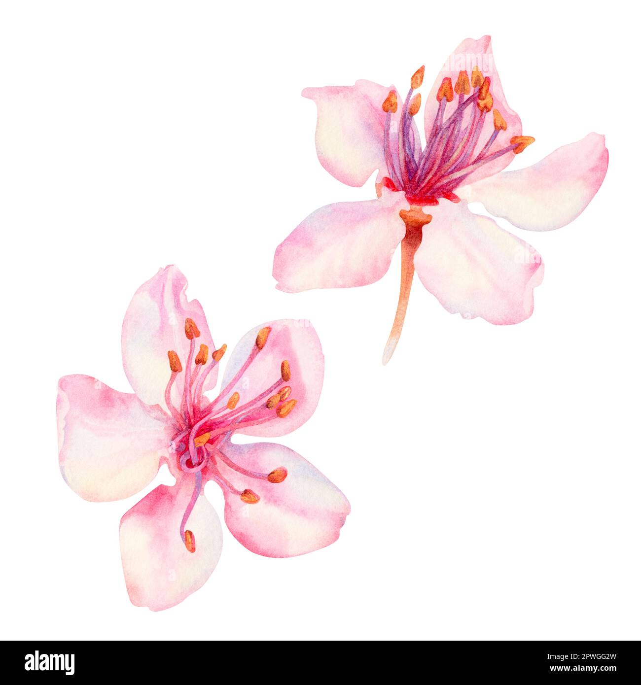 Acquerello primavera fiori sakura, ciliegio giapponese. Illustrazione di petali di rosa realistici fioritura, fiori, rami, foglie di ciliegio. Elementi isolati Foto Stock