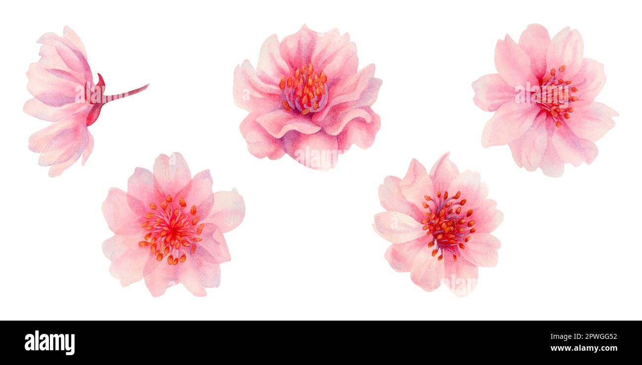 Acquerello primavera fiori sakura, ciliegio giapponese. Illustrazione di petali di rosa realistici fioritura, fiori, rami, foglie di ciliegio. Elementi isolati Foto Stock