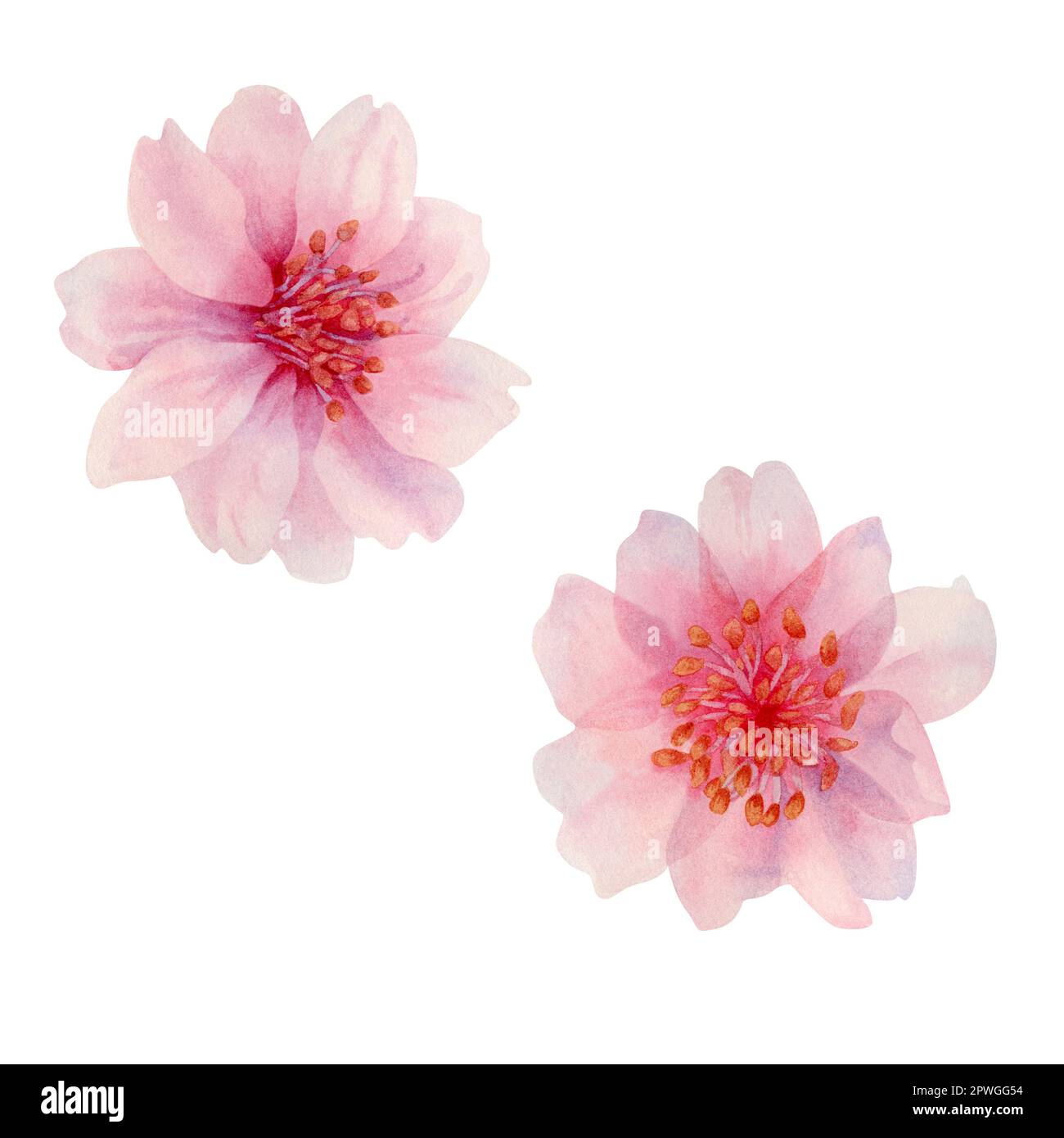 Acquerello primavera fiori sakura, ciliegio giapponese. Illustrazione di petali di rosa realistici fioritura, fiori, rami, foglie di ciliegio. Elementi isolati Foto Stock