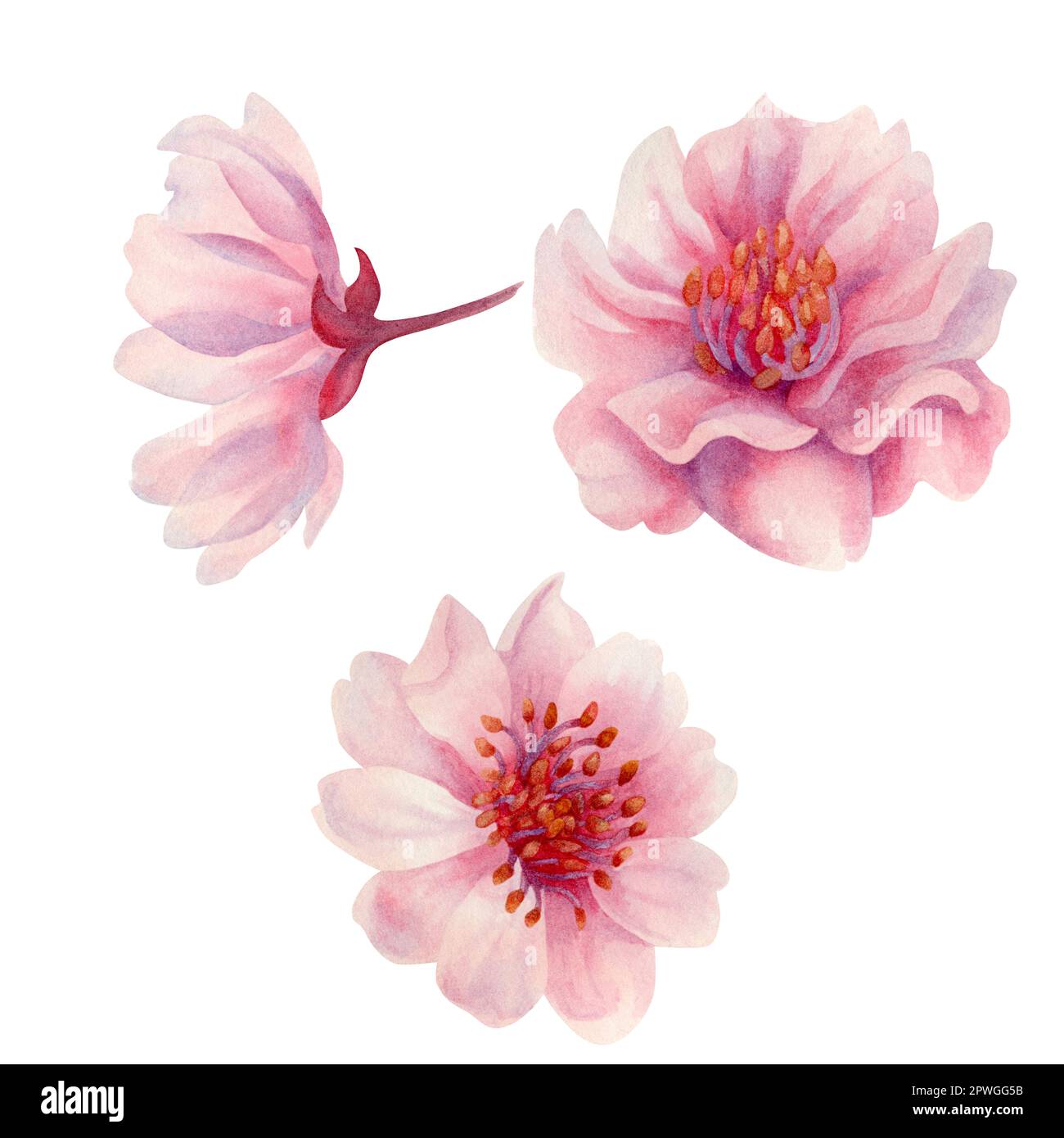 Acquerello primavera fiori sakura, ciliegio giapponese. Illustrazione di petali di rosa realistici fioritura, fiori, rami, foglie di ciliegio. Elementi isolati Foto Stock