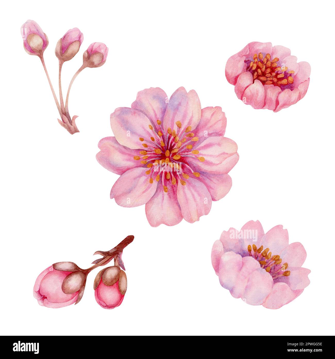 Acquerello primavera fiori sakura, ciliegio giapponese. Illustrazione di petali di rosa realistici fioritura, fiori, rami, foglie di ciliegio. Elementi isolati Foto Stock