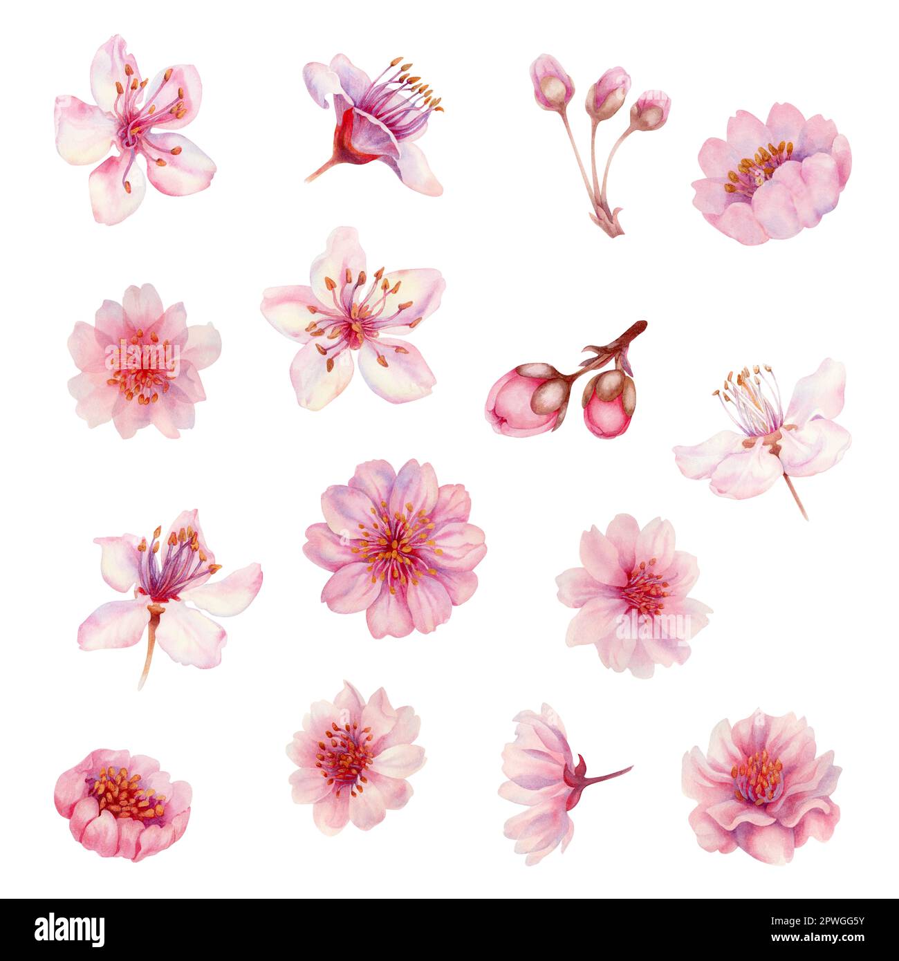 Acquerello primavera fiori sakura, ciliegio giapponese. Illustrazione di petali di rosa realistici fioritura, fiori, rami, foglie di ciliegio. Elementi isolati Foto Stock