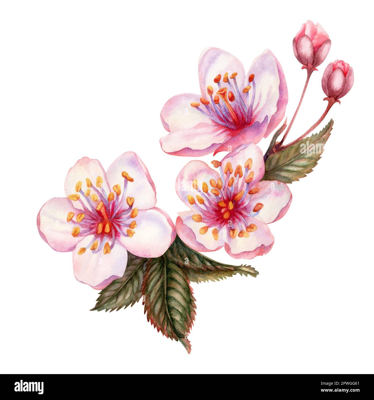 Acquerello primavera fiori sakura, ciliegio giapponese. Illustrazione di petali di rosa realistici fioritura, fiori, rami, foglie di ciliegio. Elementi isolati Foto Stock