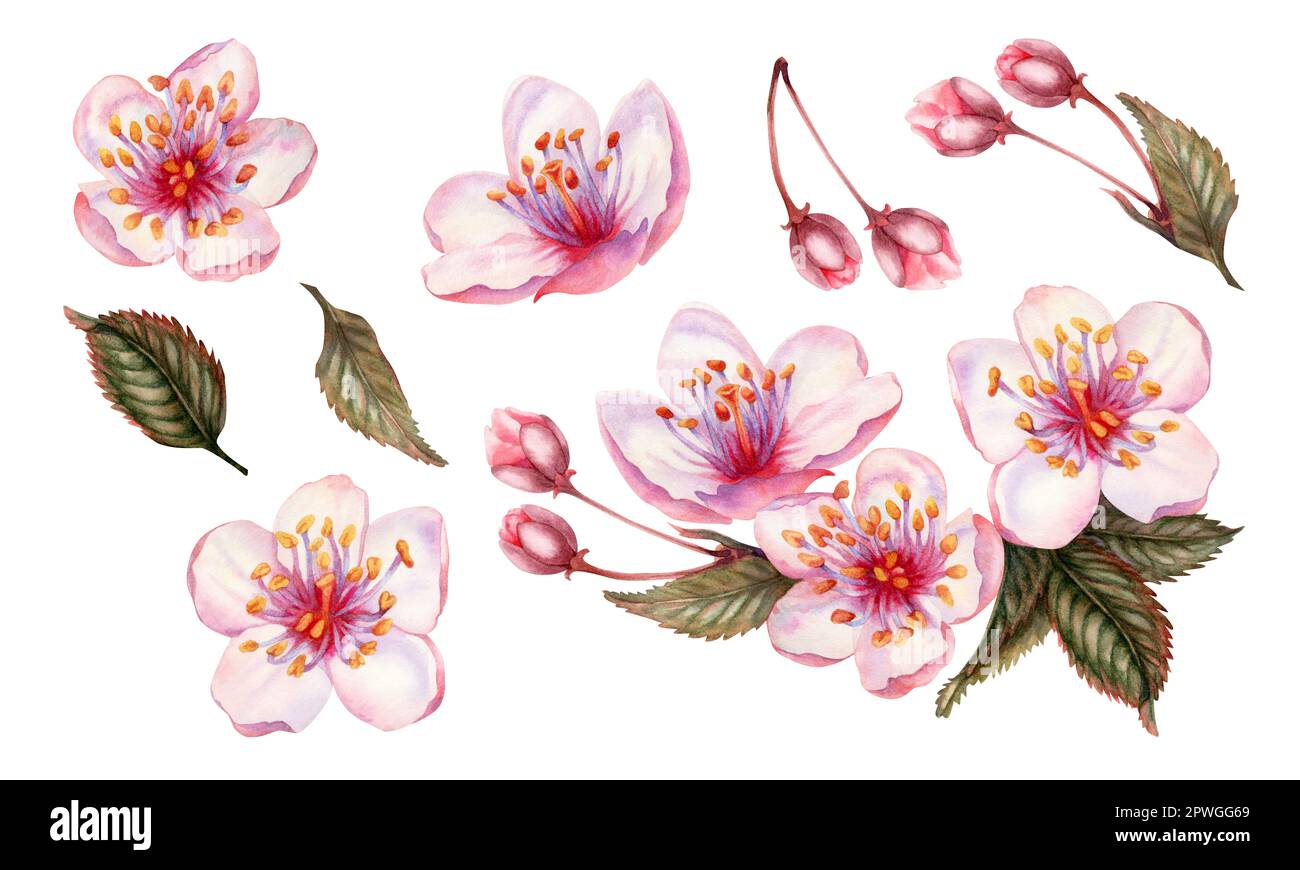 Acquerello primavera fiori sakura, ciliegio giapponese. Illustrazione di petali di rosa realistici fioritura, fiori, rami, foglie di ciliegio. Elementi isolati Foto Stock