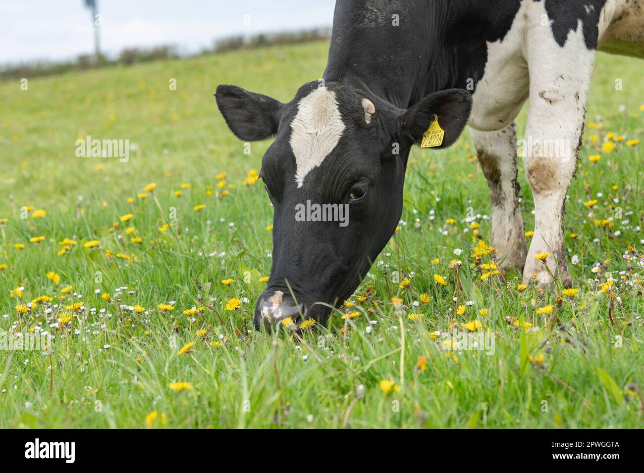 mucca da latte che mangia erba in un vicolo di erbe Foto Stock