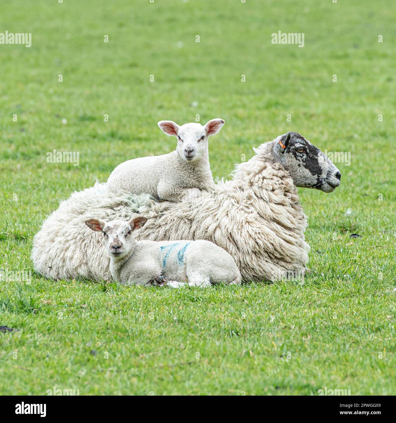 agnelli e la loro madre di pecora Foto Stock