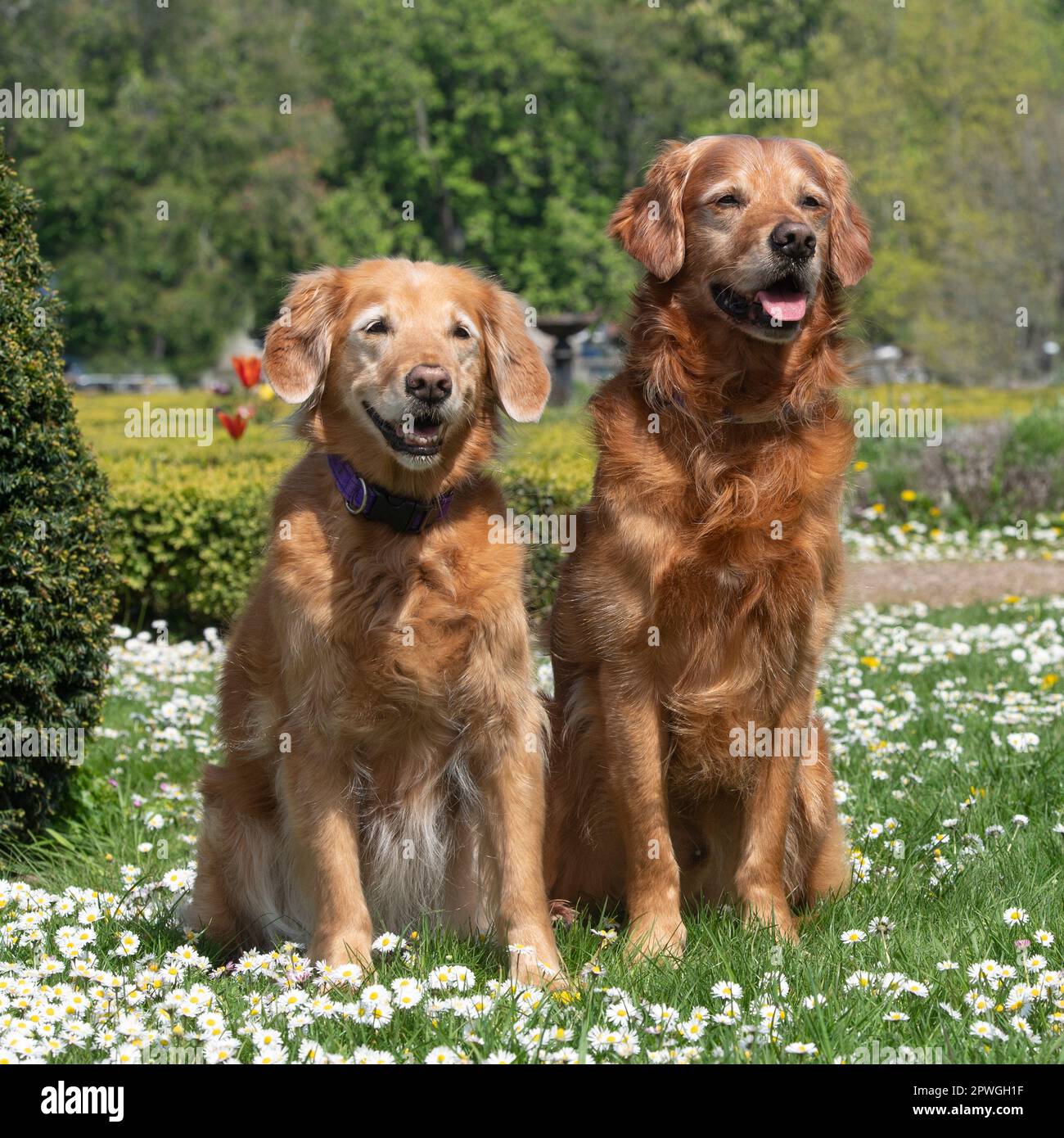 golden recuperatori seduti in giardino Foto Stock