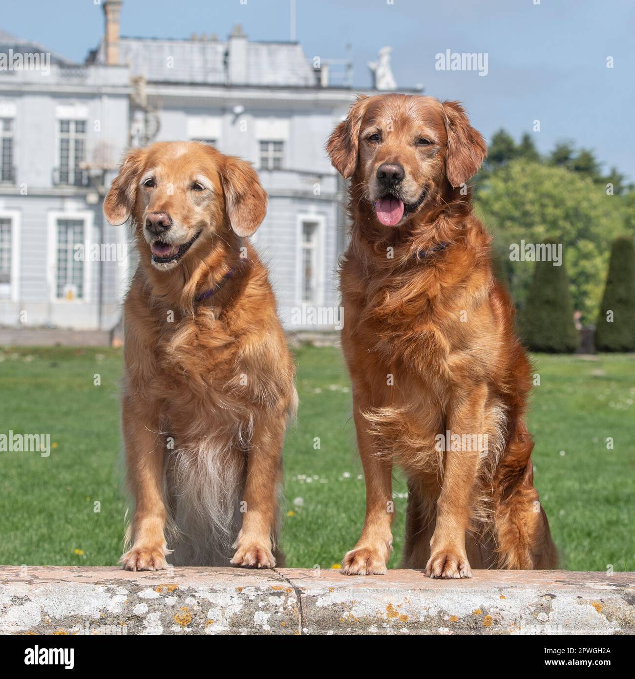 recuperatori d'oro in piedi in giardino Foto Stock