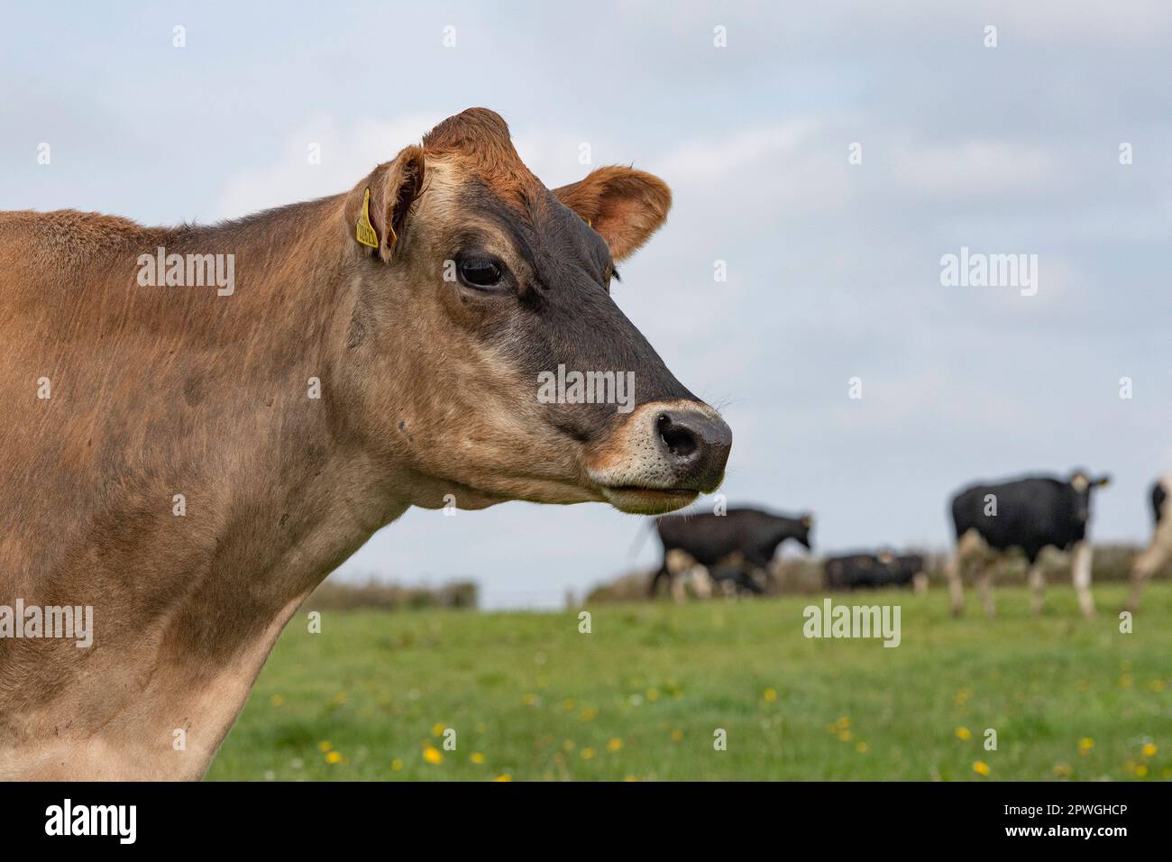 mucca della Jersey Foto Stock