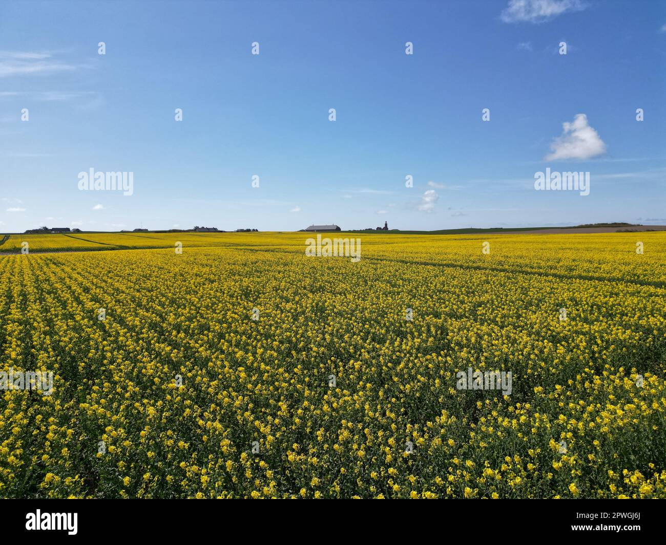 Foto scattata con un drone su un campo di canola giallo al sole con un cielo blu. Aprile 2023, Danimarca. Foto Stock