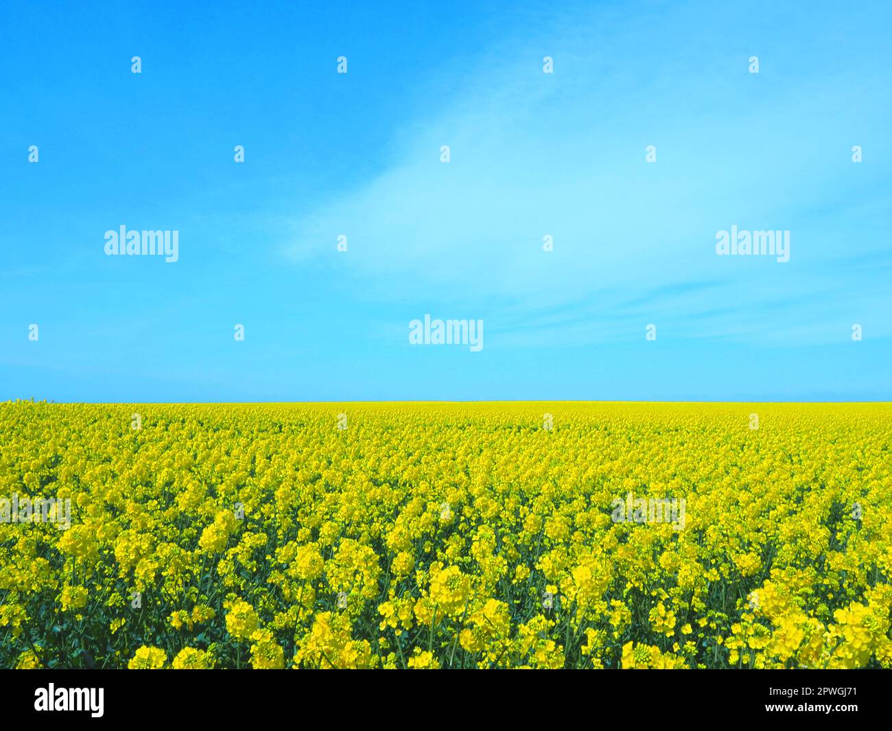 Un campo di canola giallo al sole con un cielo blu. Aprile 2023, Danimarca. Foto Stock