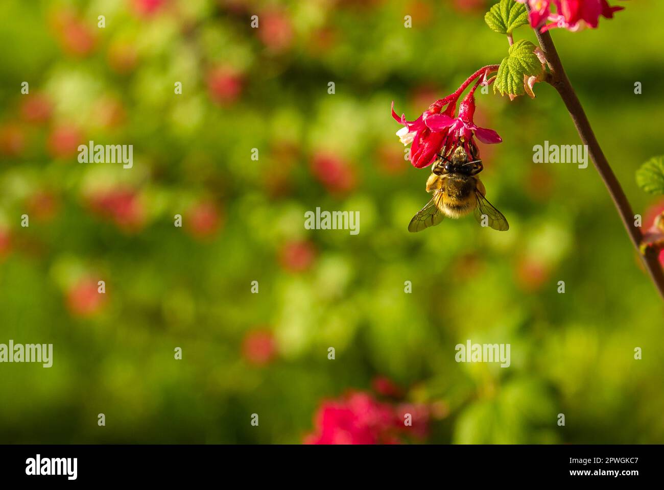 Bella ape con le ali impollinare i fiori rosa. Sfondo sfocato. Flying miele ape raccolta di polline di api da fiore rosa. Ape raccolta miele. Foto Stock