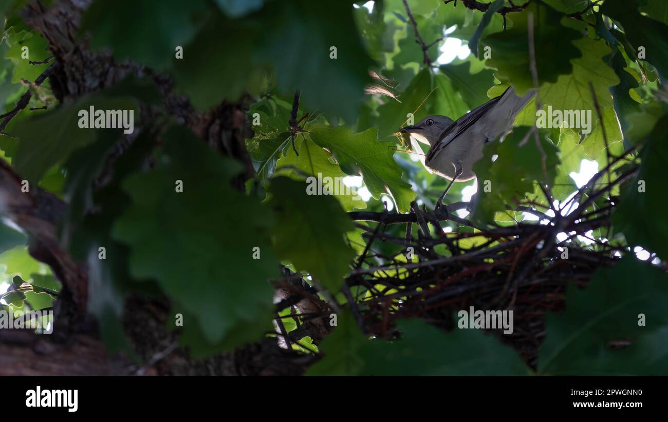 Northern Mockingbird catturato grasshopper per mangiare Foto Stock