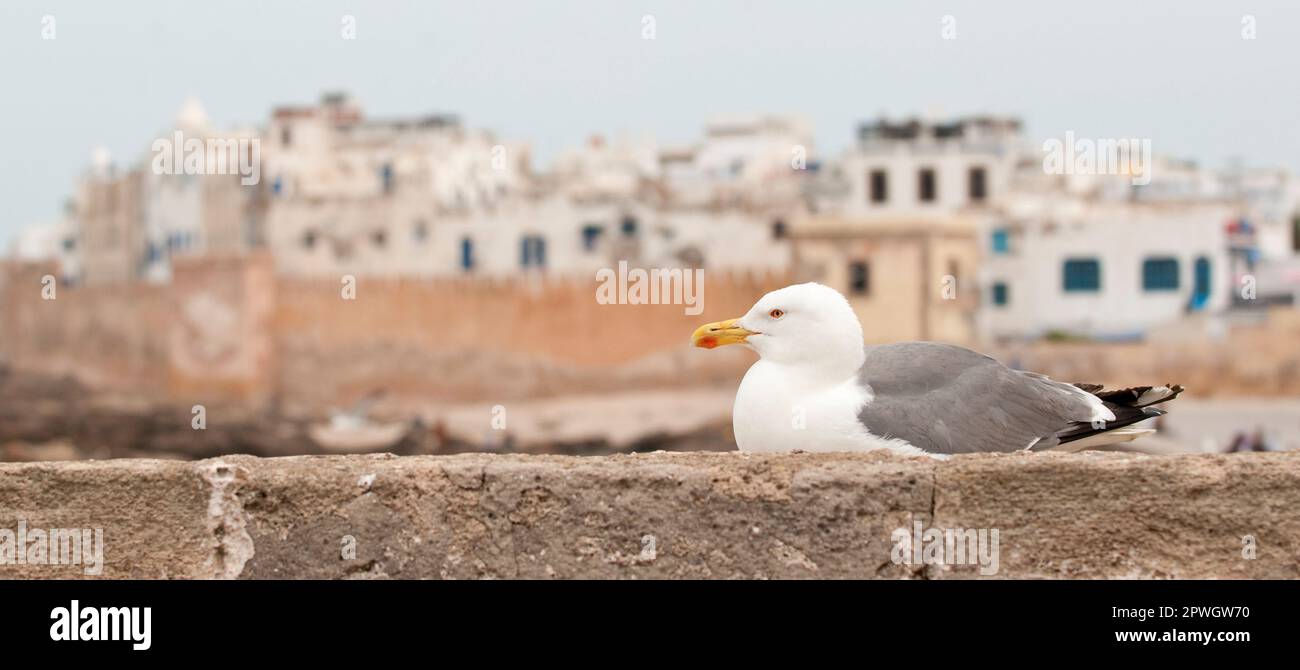 Città di Essaouira in Marocco, con gabbiano in primo piano Foto Stock
